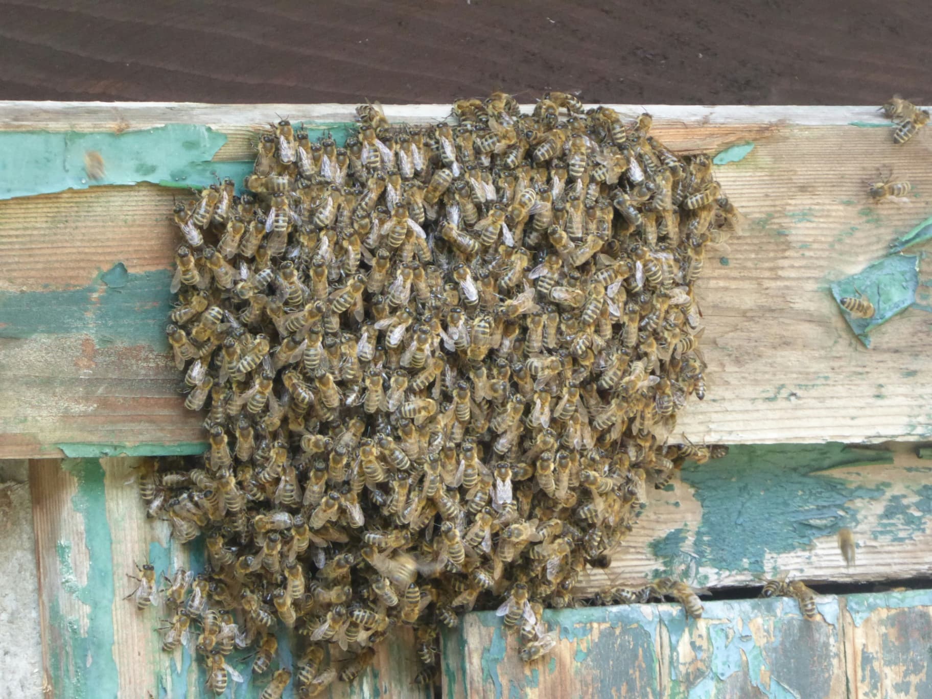hornet removal Newmarket, hornet nest removal Toronto