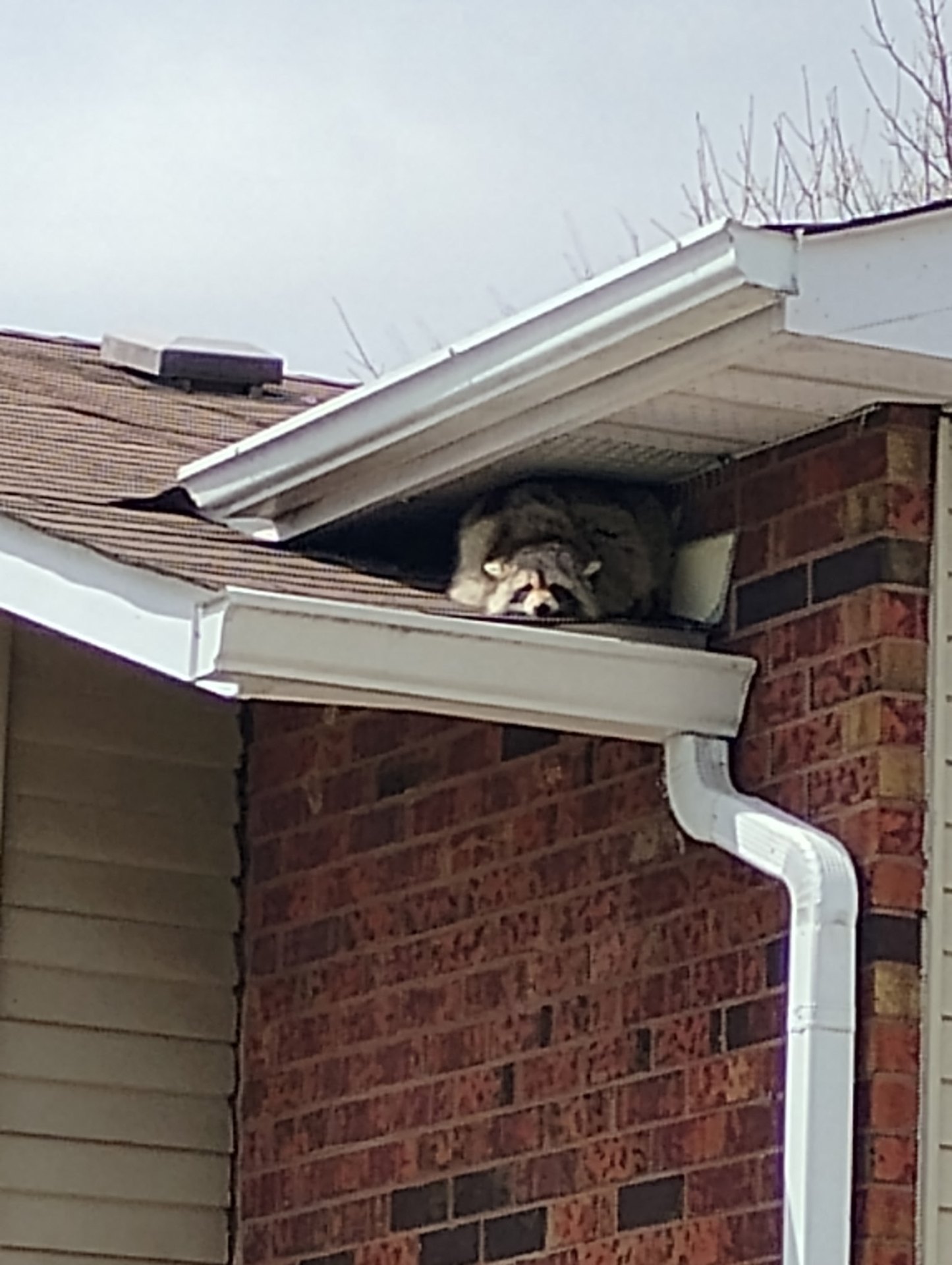 raccoon removal Toronto, attic raccoon control